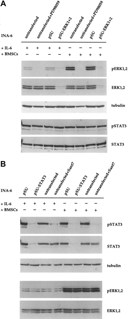 Figure 2. Down-regulation of ERK1,2 phosphorylation with siRNA or PD98059 does not affect phosphorylation of STAT3 in INA-6 cells. (A) INA-6 cells kept in medium with IL-6 or in coculture with BMSCs, and with or without blockade of the MEK1,2/ERK1,2 module with the pharmacologic inhibitor PD98059 (50 μM) or with siRNAs for ERK1 and ERK2. Note the absence of basal levels of phosphorylated ERK1,2 protein in samples transfected with siRNA expression constructs or incubated with PD98059, and the lack of any effect of these treatments on the phosphorylation of STAT3 at Tyr705. Also note the much stronger phosphorylation of ERK1,2 in cells cocultured with BMSCs, and its absence in samples transfected with pSU-ERK1 + 2 siRNA expression vectors or incubated with PD98059. Equal loading and equal presence of STAT3 were assessed through immunostaining for α-tubulin and STAT3, respectively. (B) INA-6 cells kept in medium with IL-6 or in coculture with BMSCs, and with or without blockade of IL-6R/STAT3 signaling, either with the IL-6R superantagonist Sant7 (50 μg/mL) or an siRNA specific for STAT3. Treatment with Sant7, or expression of the siRNA, led to a strong decrease in the amount of phosphorylated STAT3 in medium with IL-6, but also in the presence of BMSCs. The siRNA caused a near-complete loss of STAT3 protein, whereas Sant7 treatment only affected phosphorylation. These treatments had no effect on the phosphorylation status or expression level of ERK1,2. α-tubulin staining served as loading control.