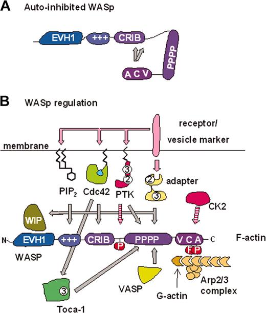 Figure 1. Mechanisms of WASp regulation. (A) Schematic representation of WASp autoinhibition. The VCA domain binds a region from residues 242 to 310, which includes the C-terminal part of the CRIB domain.11 The minimal high-affinity Cdc42 binding site is WASp 230 to 288.12,13(B) WASp is capable of interpreting signals from many different inputs. These inputs may regulate WASp directly and determine its subcellular localization (see “Regulation of WASp activity”). All regulators/modifications shown activate WASp/N-WASp activity in vitro, with the exception of WIP, which inhibits activation by Cdc42. However, this inhibition may be reversed in the presence of Cdc42–Toca-1 leading to enhanced N-WASp/WASp activity.14 The zigzag lines on PIP2, Cdc42, and protein tyrosine kinases (PTKs) represent lipid modifications responsible for membrane localization. Adaptor proteins such as Nck may also act through WIP to localize WASp. The interplay between these signals remains an important area of study. +++ indicates basic region; 2 indicates SH2 domain; 3 indicates SH3 domain; adaptor indicates, for example, Nck, Grb2, syndapin, intersectin, and PSTPIP1 (proline, serine, threonine-rich phosphatase interacting protein 1); P, phosphate; pink arrows, pathway leading to regulation (or production) of signaling molecule; hatched arrows, phosphorylation events; and solid gray arrows, direct interactions.