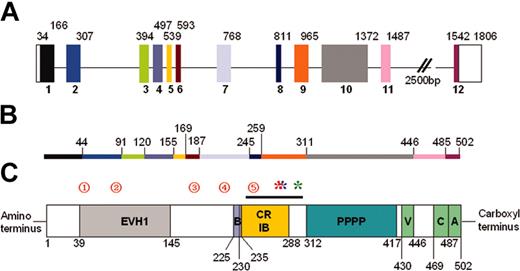 Figure 3. WASp genomic organization and protein structure. (A) Schematic diagram of WASp genomic structure. The 12 exons are colored and numbered. Unshaded blocks represent uncoded regions. Numbers above the blocks indicate base pairs. (B) Line diagram representing the WASp protein. Colored regions correspond to encoding exons, and numbers indicate amino acids. (C) Schematic diagram representing the WASp protein. The EVH1, 54 basic (B), minimal high-affinity Cdc42-binding site (CRIB), 12,13 poly-proline (PPPP), and VCA61 domains/regions are shown. Amino acids are numbered below the protein. The black line above the CRIB domain indicates the VCA binding region (amino acids 242-310).11 Red numbered circles denote mutational hotspots62 as follows: 1 indicates T45M; 2, R86S/G/C/H/L; 3, IVS6 (+5g>a); 4, R211X; and 5, IVS8 (+1g>a/c/t). Mutations resulting in constitutive activation are indicated by asterisks: red indicates L270P10; blue, L272P (P. Ancliff and A.J.T., unpublished, September 25, 2003); and green, I294T (Ancliff P.J., Blundell M.P., G.O.C., Calle Y., Kempski H., Toscano M., Jones G.E., Ridley A.J., Sinclair J., Kinnon C., Hann I.M., Gale R.E., de Botton S., W.V., Linch D.C., A.J.T., Unregulated activation of the actin cytoskeleton promotes haematopoietic cell death and causes X-linked neutropenia, manuscript submitted, September 1, 2004).