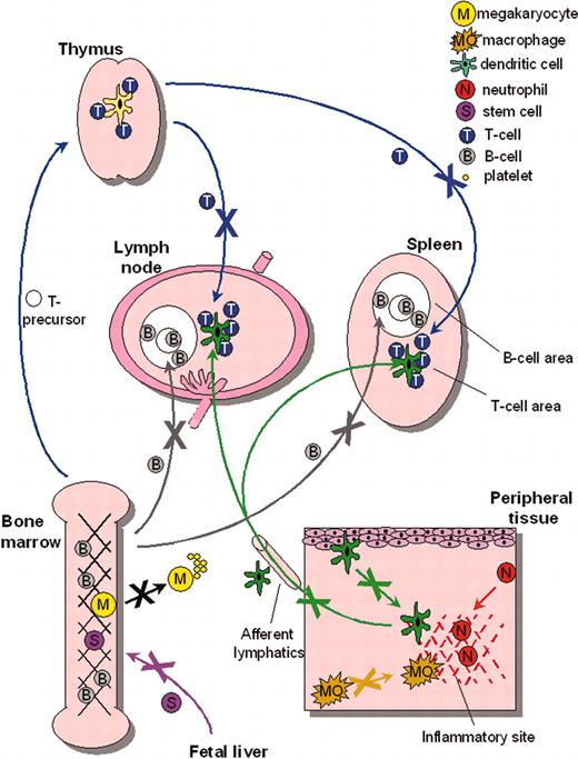 Figure 4. Migratory defects in multiple WASp-deficient lineages. Multiple cell lineages, including stem cells, megakaryocytes, lymphocytes, and myeloid cells, have been shown to exhibit migratory deficiency either in vitro or in vivo. Together, these data indicate the importance of WASp for normal cell motility and suggest that dysregulated trafficking may be a major contributor to the pathogenesis of WASp-related human disease. Arrows depict transport through blood vessels unless otherwise indicated.