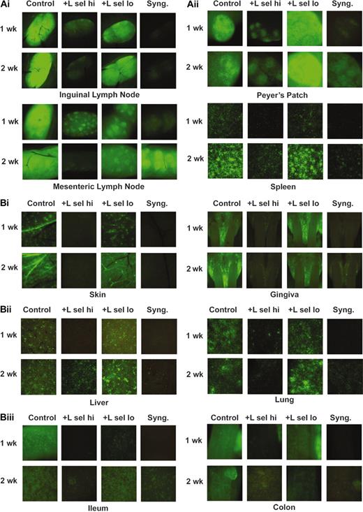 Figure 3. LSelhi Tregs inhibit effectors in secondary lymphoid organs and GVHD target tissues. Lethally irradiated MHC class II–disparate bm12 and syngeneic B6 mice were infused with B6 BM. Cohorts of mice received 2 × 106 B6 GFP+ CD25-depleted CD4+ effector T cells alone or with ex vivo activated and expanded B6 (non-GFP) LSelhi or LSello Tregs in a ratio of 1 to 3 Tregs. Mice were imaged 1, 2, and 3 weeks after BMT. Representative images from 1 of 3 mice per group at 1 and 2 weeks after BMT are shown. Data were replicated in a second experiment. (A) Images of lymphoid organs including inguinal and mesenteric LNs, Peyer patch, and spleen. (B) Images of GVHD target tissues including skin, gingiva, liver, lung, ileum, and colon. Stereomicroscope was set to × 3.2 zoom factor for inguinal LNs and skin; × 4.0 for mouth and mesenteric LNs; × 4.5 for colon; × 7.0 for Peyer patch, ileum, liver, and spleen; and × 10.0 for lung. Exposure times were optimized for GVHD control mice for each organ and identical times were used for all other groups. The following exposure times were used for organs shown: 154 msec, inguinal LN; 80 msec, mesenteric LN; 110 msec, Peyer patch; 870 msec, spleen; 1.0 sec, skin; 490 msec, gingiva; 910 msec, liver; 540 msec, lung; 110 msec, ileum; 120 msec, colon. Negative controls of mice not receiving GFP+ effectors to verify lack of autofluorescence resulted in dark images at indicated exposure times (not shown).