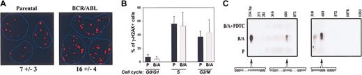 Figure 2. BCR/ABL-induced ROS causes DSBs in S and G2/M cell cycle phases. (A) Representative 32Dcl3 parental and BCR/ABL-32Dcl3 nuclei containing γ-H2AX foci. Only the foci colocalizing with DAPI are shown; nuclei borders are marked in blue. Numbers below show the mean number ± SD of foci per nucleus. (B) γ-H2AX foci were detected in 32Dcl3 parental (P) and BCR/ABL-32Dcl3 (B/A) cells isolated in G0/G1, S, and G2/M cell cycle phases. Results show mean percentages plus or minus standard deviation of cell cycle distribution of the cells containing γ-H2AX foci. (C) DSBs (depicted by arrows) in the DR-GFP sequence (left panel) and Na+/K+ ATPase sequence (right panel) were detected by LL-PCR followed by Southern blotting in BCR/ABL-positive cells (B/A), but not in parental (P) and PDTC-treated BCR/ABL-positive cells (B/A-PDTC). The G/C-rich stretches near the predicted DSB sites are listed.