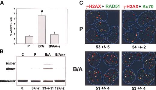 Figure 3. BCR/ABL-induced DSBs are repaired by HRR and NHEJ. (A) HRR-dependent restoration of a functional GFP protein (GFP-positive cells) after I-SceI-mediated induction of a DSB in Draa-40 parental (P), BCR/ABL-Draa-40 (B/A), and BCR/ABL(kin-)-Draa-40 (B/A(kin-)) cells (bars represent mean plus or minus standard deviation; *P < .05 compared with other experimental groups). (B) NHEJ-mediated end ligation of the XhoI + XbaI-digested plasmid substrate (monomers) by the lysis buffer (C) or cell lysates from 32Dcl3 parental (P), BCR/ABL-32Dcl3 (B/A), and BCR/ABL(kin-)-32Dcl3 (B/A(kin-)) cells, generating multiplasmid products (dimers, trimers). Mean ± SD percentages of end-joined substrate are shown below (P < .05, B/A compared with BCR/ABL(kin-); P < .01 B/A compared with P). (C) Colocalization (yellow) of γ-H2AX (red) with Rad51 or Ku70 (both green) in the representative 32Dcl3 parental (P) and BCR/ABL-32Dcl3 (B/A) nuclei, whose borders are outlined in blue. Numbers indicate mean ± SD percentages of colocalization.
