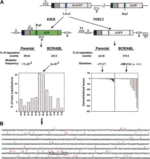 Figure 4. BCR/ABL promotes unfaithful repair of DSBs. Parental and BCR/ABL-Draa-40 cells were transfected with I-SceI expression plasmid to induce a DSB in the reporter DR-GFP cassette. (A) The scheme illustrates the consequences of I-SceI-induced DSB in DR-GFP. HRR restores BcgI restriction site (left branch), and NHEJ results in the loss of both I-SceI and BcgI sites (right branch). Repair products were amplified 72 hours later by PCR using primers A and B, cloned, and expressed in the competent bacteria. HRR (BcgI-positive) and NHEJ (BcgI-negative/I-SceI-negative) products were identified by Southern analysis (200 bacterial clones/group analyzed), amplified by PCR using primers C and D, or T3 and T7, respectively, and sequenced (20 sequences/group analyzed) to determine the repair mechanism (percentage of reparation events) and its fidelity (mutation frequency for HRR, and gain/loss of DNA base pairs for NHEJ). The mutation phenotype in the 725-bp HRR products in BCR/ABL cells is shown in the bottom left diagram; gain/loss of DNA in the individual NHEJ products in parental and BCR/ABL cells is shown in the bottom right diagram. (B) Individual mutations in the HRR products in BCR/ABL cells are shown (red numbers indicate the number of mutations detected at the particular base). BcgI restriction site sequence is boxed.
