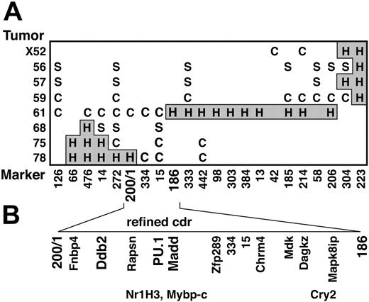 Figure 1. Refinement of the cdr on chromosome 2 and identification of candidate tumor suppressor genes within the cdr. (A) Genotype of tumors (listed on left) with polymorphic D2Mit and WC200/1 markers. C indicates CBAallele retained; S, SJL allele retained; H and gray shading, heterozygous. (B) The cdr, which represents the minimal region where all the tumors with deletions exhibit LOH. The positions of 13 genes that we have mapped,22 including 3 candidate tumor suppressors (bold), are indicated. Their positions largely agree with those in the provisional database sequence for chromosome 2, but the 3 genes in the lower row are ambiguously mapped with respect to those immediately above them in the upper row.