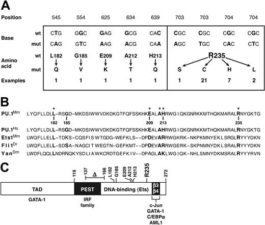 Figure 2. Missense mutations identified in PU.1. (A) The 36 missense mutations identified in 34 myeloid tumors and/or derived cell lines. The mRNA sequence is numbered from the first AUG of the open reading frame. Two synonymous changes (C → T at bp 700 and G → C at bp 702) found in tumors that also displayed an adjacent Arg235 missense mutation are not shown. (B) Point mutations affect conserved positions in the Ets domain. On the relevant portion of the mouse PU.1 Ets domain, the 6 residues in which mutations were found are indicated in bold, with an asterisk marking the 5 that reside at well-conserved positions, illustrated by the corresponding Ets sequences from human PU.1, mouse Ets1, zebrafish Fli1, and Drosophila Yan.30 Boldfacing indicates nucleotides and amino acids affected by mutations. (C) Diagram showing the domains of the PU.1 protein (TAD denotes the transcription activation domain), the location of the mutations found, and the regions (including the β3-β4 region of the Ets domain30) through which PU.1 engages other transcription factors.2