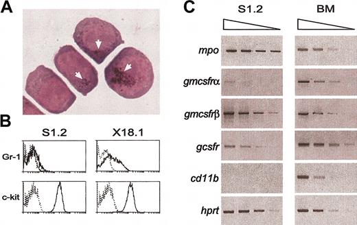 Figure 4. Phenotype of the myeloid leukemia cells. (A) Cytospins of cells in a representative tumor cell line (S1.1) with one PU.1 allele deleted and Arg235 mutated, showing the absence of differentiated cells but the presence in some cells of Sudan Black B–stained granules (arrows), a characteristic of the granulocyte lineage. (B) Flow cytometric plots showing expression on the leukemic cells of the granulocytic marker Gr-1 and the c-Kit cell surface receptor, a marker of early hematopoietic cells. Dotted lines indicate staining with isotype control antibodies. (C) Semiquantitative RT-PCR showing expression in the cells of the mRNA for myeloperoxidase and the receptors for G-CSF and GM-CSF.
