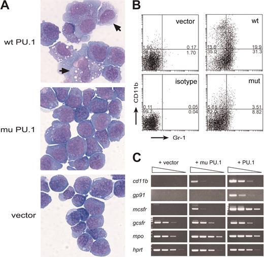 Figure 5. Exogenous wt PU.1 promotes differentiation of the PU.1-deficient leukemia cells. (A) Morphology of S1.1 cells infected with wild-type PU.1, mutant PU.1, or the vector and cultured for 4 days with GM-CSF. Cells in which PU.1 has induced a macrophage-like appearance are indicated (arrows). (B) Flow cytometric profiles showing that, in the presence of GM-CSF, wt PU.1 induced more marked expression of the myeloid differentiation markers CD11b (Mac-1) and Gr-1. Numbers indicate percentages of cells in each quadrant. (C) Semiquantitative RT-PCR (5-fold steps) showing that wt PU.1 induced a more striking increase in expression of the mRNAs for CD11b, gp91, M-CSF receptor, and myeloperoxidase (mpo) than the mutant PU.1 and that neither affected expression of G-CSF receptor or hypoxanthine phosphoribosyl transferase (HPRT), a loading control.