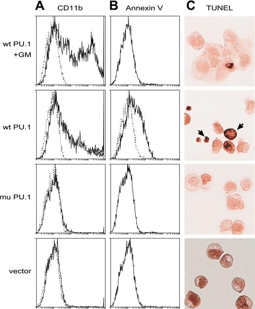 Figure 6. Introduced PU.1 promotes apoptosis of the leukemia cells. (A-B) Flow cytometric profiles showing that wt but not mutant PU.1 provokes apoptosis in the deleted lines, as assessed by the binding of annexin V (B), and that inclusion of GM-CSF in the medium (top panels only) is protective, allowing more differentiated (CD11b+) cells to develop or survive (A). Dotted lines indicate staining with isotype control antibodies. (C) Apoptotic cells (brown, arrows) visualized on cytospins by the TUNEL assay for DNA degradation. Cells shown in the top panel only had been cultivated in M-CSF.