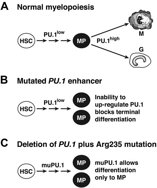 Figure 7. Model for the role of PU.1 as a suppressor of myeloid leukemia. (A) In normal hematopoiesis, a low level of PU.1 is sufficient for the generation of a pool of myeloid progenitor cells (MP), 17 but a high level is needed for terminal maturation.41 (B) In mice with an engineered deletion of a PU.1 enhancer element, up-regulation above the basal level is precluded, so myeloid progenitors accumulate, providing the pool from which leukemia develops.17 (C) In cells that lack wt PU.1 but express PU.1 with a mutated DNA binding domain (eg, altered Arg235), residual activity of the mutant PU.1 is proposed to allow accumulation of myeloid progenitors but to prevent terminal differentiation, thereby stimulating leukemogenesis.