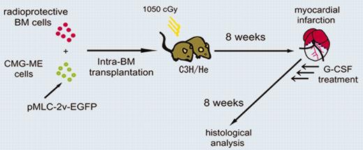 G-CSF–induced mobilization of BM cells in mice receiving transplants of single CD34–c-kit+Sca-1+ lineage– side population (CD34–KSL-SP) cells or whole BM cells following MI. See the complete figure in the article beginning on page 3581.
