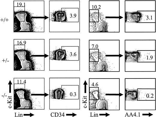 Figure 3. Severe reduction in c-Kit+Lin-CD34+ and c-Kit+Lin-AA4.1+ cells in PU.1-/- embryos. Single-cell suspensions from representative e14.5, PU.1+/+ (n = 7), or PU.1-/- (n = 3) embryos were stained with c-KitAPC, LinPE, and either CD34FITC or AA4.1biotin/avidin-TexasRed and then analyzed by FACS. The percentage of each subset among total fetal liver cells is indicated. The average fold difference in absolute numbers of c-Kit+Lin-CD34+ and c-Kit+Lin-AA4.4+ cells between wild-type and PU.1-/- fetal liver at e14.5 was 9.1-fold and 6.4-fold, respectively.