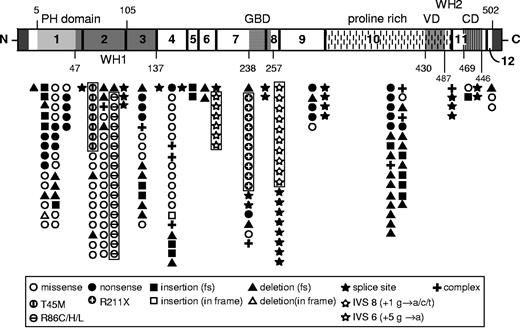 Figure 1. A schematic illustration of WASP representing the 12 exons and the major functional domains. The mutations of WASP listed in Table 1 are visualized according to their location in the exons and the exon/intron junctions. Each symbol represents a single family with a WASP mutation. Missense mutations are located mostly in exons 1 to 4; deletions and insertions are distributed throughout the WASP gene, and splice site mutations are found predominantly in introns 6, 8, 9, and 10. PH indicates pleckstrin hemology; WH1, WAS homology 1; GBD, GTPase binding domain; VD, verprolin homology domain; and CD, cofilin homology domain.