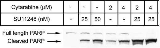 Figure 4. Combination of cytarabine and SU11248 on apoptosis. MV4-11 cells cultured in the presence of SU11248, cytarabine, or both were analyzed for PARP cleavage by Western blot after 24 hours of exposure to agents. Representative results from 1 of 3 experiments are displayed. Increasing doses of either single agent increased the amount of cleaved PARP detected. The combination of agents produced a dramatic increase in the cleavage product with almost no full-length PARP detected.