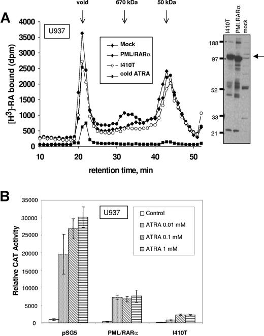 Figure 2. U937 leukemic cells expressing PML/RARα I410T show ATRA binding and transcriptional activity similar to that of NB4 APL cells. (A) Comparison of specific ATRA-binding profiles of the PML/RARα mutant I410T overexpressed in U937 cells. Nuclear extracts of U937-transfected cells were subjected to Western blot analysis for the 110-kDa PML/RARα wild-type or mutant I410T (left-pointing arrow). (B) Comparison of the ligand-dependent transcriptional activity, on a DR5-tk-CAT, of overexpressed PML/RARα wild-type and mutant I410T into U937 cells. Assays were performed in triplicate. Bars represent standard deviation of the mean.