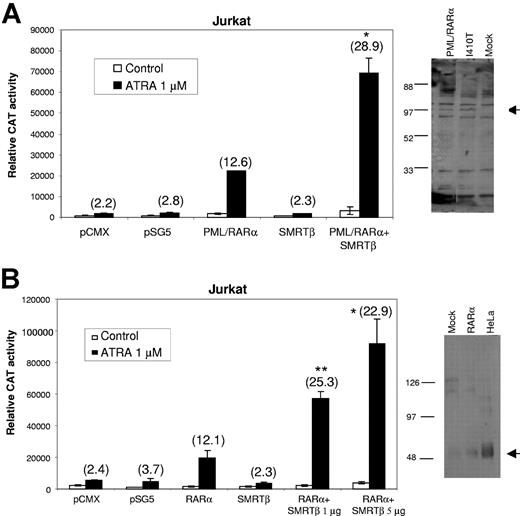 Figure 5. Expression of SMRTβ promotes ligand-induced transactivation of wild-type nuclear receptors PML/RARα and RARα. Coexpression of SMRTβ with wild-type retinoid receptors (A) PML/RARα and (B) RARα in Jurkat cells, which do not endogenously express SMRTβ. Specific SMRT vectors were cotransfected with a DR5-tk-CAT reporter plasmid and expression plasmids for PML/RARα or RARα into Jurkat cells and tested for ligand response. Nuclear extracts of transfected Jurkat cells with PML/RARα or RARα were subjected to Western blot analysis. The arrow indicates expression of the 110-kDa PML/RARα (A) or the 50-kDa RARα (B). Assays were performed in triplicate and repeated at least 3 times. Bars represent standard deviation of the mean. Numbers in parentheses indicate the fold induction produced by ATRA. There was a significant difference between Jurkat cells transfected with SMRTβ compared with transfected PML/RARα (A) or RARα (B); *P < .05; **P < .01.