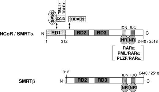 Figure 7. Schematic representation of nuclear transcriptional corepressors NCoR and SMRT. Model for NCoR/SMRT-mediated transcriptional repression by nuclear receptors. NCoR and SMRTα isoform can interact with GPS2/TBL1/TBLR1 via the repressor domain 1 (RD1). The shorter isoform, SMRTβ, harbors a natural deletion of amino acids 36 to 254. Based on sequence similarity to NCoR, this deletion removes most RD1, including the GPS2/TBL1/TBLR1-binding regions. IDN and IDC represent the receptor interacting domains N- and C-terminal, respectively. RD indicates repressor domain; ID, nuclear receptor interacting domain; NR, nuclear receptor; HDAC, histone deacetylase; GPS2, G protein pathway suppression 2; TBL1, transducin β–like protein 1; TBLR1, TBL1-related protein 1; and CGID, GPS2-interacting domain of TBL1/TBLR1.