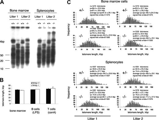 Figure 1. Telomere maintenance in Fancg-/- hematopoietic cells. (A) Telomere restriction fragments of BMCs and concanavalin A-stimulated splenocytes. Note the absence of telomeric signals below 10 kbp and similar TRF distribution in all genotypes. (B) Comparative telomere length of G0/G1 hematopoietic cells by flow-FISH analysis. Mean and standard deviation of results from 2 mice per group are shown. (C) Comparison of telomere length average and distribution of Fancg-/- BMCs and splenocytes and their Fancg+/- littermates. Ten metaphases per mouse were analyzed after hybridization with a Cy3-labeled telomere-specific PNA probe.