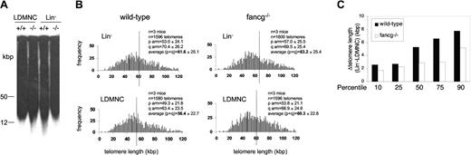 Figure 2. Telomere maintenance in purified stem cell-enriched Fancg-/- hematopoietic cells. (A) Telomere restriction fragments (TRFs) of hematopoietic cell populations progressively enriched for stem cells. Pooled low-density mononuclear cells (LDMNCs) were obtained (3 per genotype), and Lin- cells were isolated from the pooled cells and run on the same blot for comparison. Loading, 50 000 cells per lane. (B) Q-FISH analysis of pooled LDMNCs and Lin-/- wild-type and Fancg-/-. The average telomere length for each histogram is shown as a vertical line; deviation to the right in the Lin-/- populations of both genotypes indicates increased telomere reserve compared with the more differentiated LDMNCs. (C) To study whether telomere shortening with differentiation was homogeneous in all telomeres independent of their length, we calculated telomere length differences (Δtelomere length) between Lin- and LDMNCs for the 10th, 25th, 50th, 75th, and 90th percentiles. Although telomeres were longer in the Lin- population at all percentiles and independent of the genotype, telomere loss with differentiation was significantly greater in the higher percentiles compared with the lower, indicating preferential maintenance of short telomeres with differentiation in both wild-type and Fancg-/- cells.