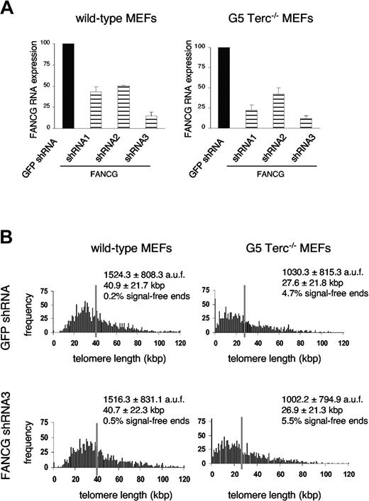 Figure 3. Telomere dynamics in Fancg knock-down primary MEFs with humanlike telomere length (G5 Terc-/-/Fancg shRNA3 MEFs). (A) Specific Fancg RNA interference was measured by real-time RT-PCR 7 days after infection of P3 wild-type or G5 Terc-/- MEFs with retroviruses encoding Fancg shRNAs; relative values to a control GFP shRNA are shown. Bars represent average and standard deviation of 2 independent assays. (B) Q-FISH analysis of P3 MEFs 7 days after infection with retroviruses expressing either GFP shRNA or Fancg shRNA3. Most significantly, average telomere length, length distribution, and frequency of signal-free ends were unchanged in G5 Terc-/-/Fancg shRNA3 MEFs (bottom right panel) compared with their G5 Terc-/-/GFP shRNA controls (top right panel) despite nearly 90% inhibition of Fancg expression.
