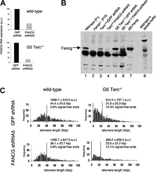 Figure 4. Fancg knock-down in immortalized telomerase-deficient mouse cells with humanlike telomere length (G5 Terc-/-/Fancg shRNA3 MEFs). (A) GFP shRNA and Fancg shRNA3 MEFs in wild-type and G5 Terc-/- backgrounds were immortalized following a 3T3 protocol, and specific Fancg interference was assessed by real-time RT-PCR. Extent of interference was similar to primary MEFs. (B) Correlation between RNA interference and protein knock-down was assessed by IP and Western blot. Fancg expression is readily detected in wild-type MEFs and 293 cells transfected with a Fancg vector (lanes 1 and 7, respectively) and absent in Fancg-/- MEFs (lane 2). Significantly decreased protein expression is observed in Terc+/+/Fancg shRNA3 MEFs (lane 4) compared with their Terc+/+/GFP shRNA controls (lane 3) and in G5 Terc-/-/Fancg shRNA3 MEFs (lane 6) compared with their G5 Terc-/-/GFP shRNA controls (lane 5). (C) Q-FISH analysis of immortalized Terc+/+/Fancg shRNA3 and G5 Terc-/-/Fancg shRNA3 MEFs and their GFP shRNA-expressing controls. Like G5 Terc-/-/GFP shRNA control telomeres, G5 Terc-/-/Fancg shRNA3 telomeres showed very heterogeneous telomere length and frequent signal-free ends, indicative of ALT activation in these cells with critically short telomeres and no telomerase activity.