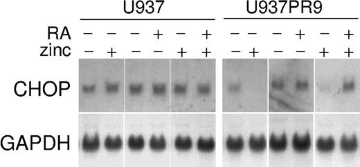 Figure 1. Retinoid-dependent expression of CHOP mRNA in acute leukemia cell lines. U937 and U937PR9 (U937 stably transfected with zinc-inducible PML/RARα) cells were incubated with or without ZnSO4 (100 μM, 16 hours), with or without ATRA (10-8 M, 4 hours), and were analyzed for CHOP expression by Northern blot. Blots were stripped and rehybridized with GAPDH.