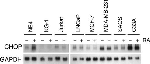 Figure 3. Retinoid-dependent CHOP mRNA expression in various cell lines. NB4, KG-1, Jurkat, LNCaP, MCF-7, MDA-MB-231, SAOS, and C33A cells were exposed (+) or not exposed (-) to ATRA (10-6 M) for 2 hours; these cells were harvested for total RNA, and total RNA (20 μg) from each paired sample was loaded for Northern blot analysis. (top panel) Hybridization with CHOP cDNA. (bottom panel) Rehybridization of the blot with the loading control, GAPDH. Retinoid-dependent induction of CHOP mRNA expression occurred only in the APL cell line NB4.
