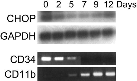 Figure 4. Expression of CHOP during granulocytic differentiation of normal human CD34+ cells. CD34+ cells isolated from normal human bone marrow were cultured with media supplemented with stem cell factor (50 ng/mL) and PIXY321 (20 ng/mL). Cells were harvested for total RNA at the indicated days. Expression of CHOP and GAPDH (internal control) mRNA was examined by semiquantitative RT-PCR. All PCR products were electrophoresed on a 1.5% agarose gel and were transferred to a nylon membrane by alkaline transfer. Hybridization of the membranes was performed using γ-32P-ATP end-labeled internal oligonucleotide probes to confirm specificity of the PCR product. The entire experiment was repeated 3 times using RNA samples isolated independently from separate cultures. Ethidium bromide staining of the agarose gel of RT-PCR reactions for expression of CD34 and CD11b are shown here as differentiation controls (as they were in previously published work by Park et al22).