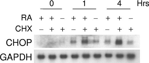 Figure 5. RA regulation of CHOP does not require new protein synthesis. The effect of a protein synthesis inhibitor, cycloheximide (CHX), on retinoid-dependent CHOP mRNA expression. NB4 cells were incubated with CHX (10 μg/mL) alone, CHX and ATRA (5 × 10-7 M), or ATRA alone for 0, 1, and 4 hours. Northern blot analysis was carried out using total RNA (30 μg/lane) and hybridized with 32P-labeled full-length CHOP cDNA probe. The same blot was rehybridized for GAPDH to ensure equal RNA loading.