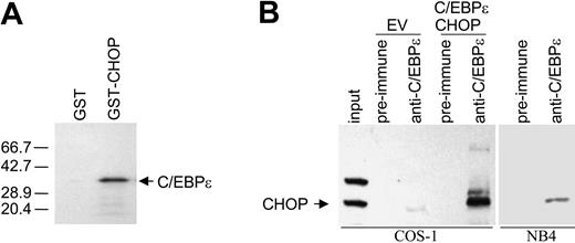 Figure 6. CHOP heterodimerizes with C/EBPϵ. (A) GST pull-down assay was performed by incubating either GST or GST-CHOP fusion protein with C/EBPϵ in vitro-translated in the presence of 35S-methionine. Autoradiograph of the SDS-PAGE gel shows that GST-CHOP binds to C/EBPϵ, but GST does not. (B) Protein lysates for immunoprecipitation experiments were made from COS-1 cells transfected with an empty vector (EV) or with C/EBPϵ and CHOP expression vectors and from NB4 cells treated with ATRA (10-8 M, 48 hours). Lysates were immunoprecipitated with preimmune serum or anti-C/EBPϵ antibody, followed by Western blot analysis with CHOP antibody. As a control for CHOP migration, one tenth of the COS-1 lysate, which was used for immunoprecipitation, was resolved by SDS-PAGE (input).