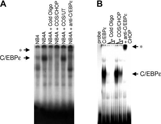 Figure 8. CHOP inhibits the DNA binding of C/EBPϵ to the putative C/EBP site on the lactoferrin promoter, as shown by EMSA. (A) EMSA was performed using 10 μg nuclear extract proteins from untreated NB4 cells (NB4) or NB4 cells treated with ATRA for 24 hours (NB4A). Extracts were incubated with 32P-labeled oligonucleotides containing the C/EBP binding site from the lactoferrin promoter. Unlabeled competitor (cold oligo), C/EBPϵ antibody (anti-C/EBPϵ), or nuclear extracts prepared from either COS-1 cells overexpressing CHOP (COS/CHOP) or untransfected COS-1 cells (COS/UT) were added to the reactions as indicated. (B) Nuclear-extracted proteins (10 μg) from COS-1 cells transfected with a C/EBPϵ expression vector were incubated with the lactoferrin probe. Unlabeled competitor (cold oligo), C/EBPϵ antibody (anti-C/EBPϵ), or nuclear extracts prepared from COS-1 cells overexpressing CHOP (COS/CHOP) were added to the reactions as indicated. Asterisks indicate the positions of supershifted bands after the addition of C/EBPϵ antibody.