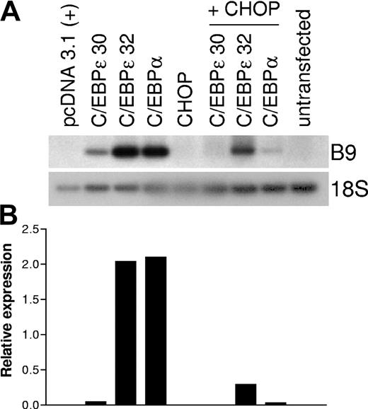 Figure 9. CHOP inhibits the C/EBPα- and C/EBPϵ-mediated induction of expression of the secondary granule gene, B9, in NIH3T3 cells. NIH3T3 cells were transfected with expression plasmids pCDNA3.1 (empty vector control), CHOP, C/EBPα, and C/EBPϵ alone or in combination (total 4 μg), as noted. Total RNA was isolated 48 hours after transfection. (A) RT-PCR was carried out using gene-specific primers for the murine myeloid secondary granule gene B9. PCR products were separated in 1% agarose gel, transferred to a nylon membrane, and hybridized with a 32P-labeled internal oligonucleotide probe. RT-PCR for 18S was carried out as an internal control. (B) Real-time PCR was performed on the same cDNA samples using B9- and 18S-specific primer and probes. Results are expressed in arbitrary units as a ratio of B9 transcripts/18S transcripts. The entire set of experiments was repeated at least 3 times using RNA samples made independently from separate cultures. Each value represents the mean of 3 measurements of the sample from a representative experiment.