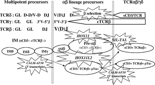 Figure 3. Schematic representation of a TCR-based classification of T-ALL. This diagram shows the stage of maturation arrest of cases expressing HOX11, HOX11L2, SIL-TAL1, and CALM-AF10, relative to TCRβ selection.