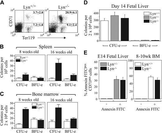 Figure 2. Expansion of immature erythroid cells in Lyn-/- spleen and increased erythroid CFU-e numbers in BM and spleen of Lyn-/- mice. (A) A 3-color flow cytometric analysis of 8-week-old Lyn+/+ and Lyn-/- spleen populations stained with CD71 and Ter119. Propidium iodide (PI)-positive and mature RBCs were excluded from the analysis. Relative percentages (± SD) of immature erythroid (upper right quadrant) and more mature erythroid (lower right) cells of 3 mice of each genotype are indicated. Erythropoiesis in (B) spleen, (C) BM of 8- and 16-week-old Lyn+/+ and Lyn-/- mice, and (D) embryonic day-14 fetal liver was assessed by methylcellulose culture. Mature erythroid (CFU-e) and immature erythroid (BFU-e) progenitors were determined at day 2 and day 10, respectively. (E) Relative percentages (± SD) of annexin-FITC-positive erythroid cells in fetal liver (n = 7-8/genotype) and adult bone marrow (n = 5/genotype) are indicated.