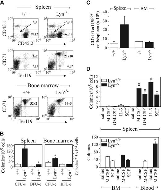 Figure 3. Perturbed myelo/erythropoiesis is transplantable with Lyn-/- BM. (A) BM from C57BL/6 Ly5.2 background donor Lyn+/+ or Lyn-/- mice was transplanted into irradiated C57BL/6 Ly5.1 mice. Engraftment was assessed by identifying donor and recipient cells by FACS analysis with CD45.2 (donor) and CD45.1 (recipient) mAbs. Alternatively, immature erythroid lineage cells in spleen and BM were assessed by staining with CD71 and Ter119 mAbs. Both PI-positive and mature RBCs were excluded from the analysis. The relative percentages of each population (± SD) in 4 recipient mice of each genotype are presented. (B) CFU-e and BFU-e content in the spleen and BM of recipients of either Lyn+/+ or Lyn-/- BM are shown. (C) The relative number of CD71/Ter119 double-positive erythroid cells in spleen and BM assessed 10 to 12 weeks after transplantation. (D) Myeloid progenitors in spleen, BM, and peripheral blood responsive to the indicated cytokines were determined in mice reconstituted with either Lyn+/+ or Lyn-/- BM. Progenitors were scored following plating of 105 spleen cells, 2.5 × 105 BM cells, or 1 to 2 μL peripheral blood. Data presented in panels B and D correspond to the mean (± SEM) for 3 experiments using 2 mice/experiment (*P < .01, Student t test). Data presented in panel C were obtained from the analysis of 4 mice in 2 experiments (mean ± SEM).