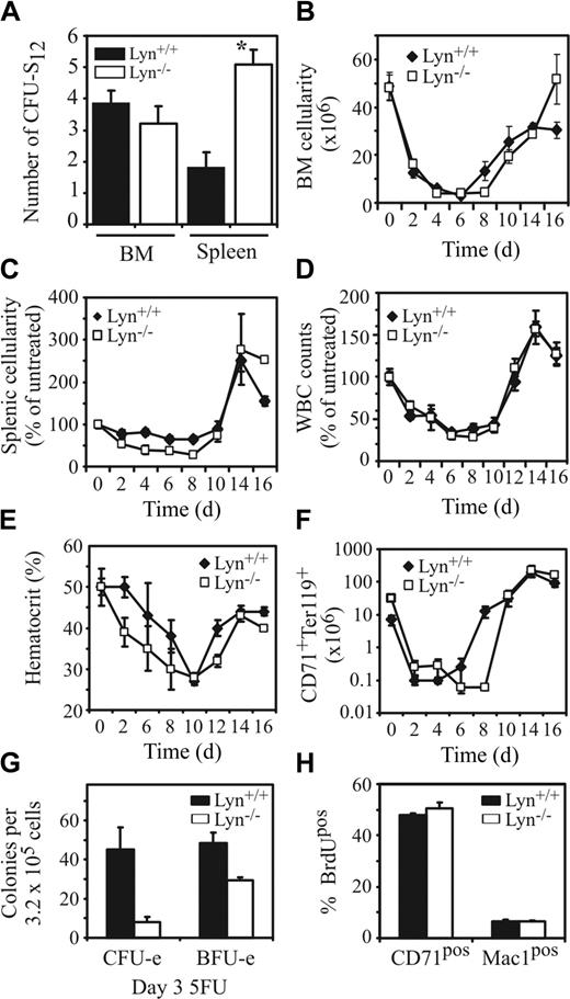 Figure 5. Lyn-/- mice have elevated numbers of CFU-S12 in the spleen but are more severely affected by the cytotoxic drug 5-FU. (A) Numbers of primitive hematopoietic progenitors in the spleen and BM of Lyn+/+ and Lyn-/- mice capable of forming macroscopic colonies in the spleens of irradiateSGGd recipient mice 12 days after injection of BM or spleen cell populations (*P < .01, Student t test). Total cellularity of the (B) BM, (C) spleen, (D) peripheral blood, and (E) hematocrits of Lyn+/+ and Lyn-/- was determined at 2-day intervals following intravenous injection of the cytotoxic drug 5-FU. Results for spleen and blood are shown as percent of untreated, since young C57BL/6 background Lyn-/- mice have diminished splenic and white blood cell (WBC) counts compared with control mice. (F) The total cell number of CD71+Ter119+ double-positive cells in the spleen of 5-FU-treated Lyn+/+ and Lyn-/- mice determined by FACS analysis at 2-day intervals over 16 days. In experiments depicted in panels B-F, 5 age- and sex-matched mice per genotype were analyzed at each time point. Data presented are the mean (± SEM). (G) Numbers of BM CFU-e's and BFU-e's were assessed 3 days after challenge with 5-FU. Data represent the mean (± SD) of 3 to 4 mice/genotype. (H) Percentage BrdUpos erythroid (CD71+) and myeloid (Mac-1+) cells in BM 2.5 hours after injection of BrdU (40 mg/kg). Data presented are the mean (± SD) of 3 mice per genotype with similar results observed in 2 independent experiments.
