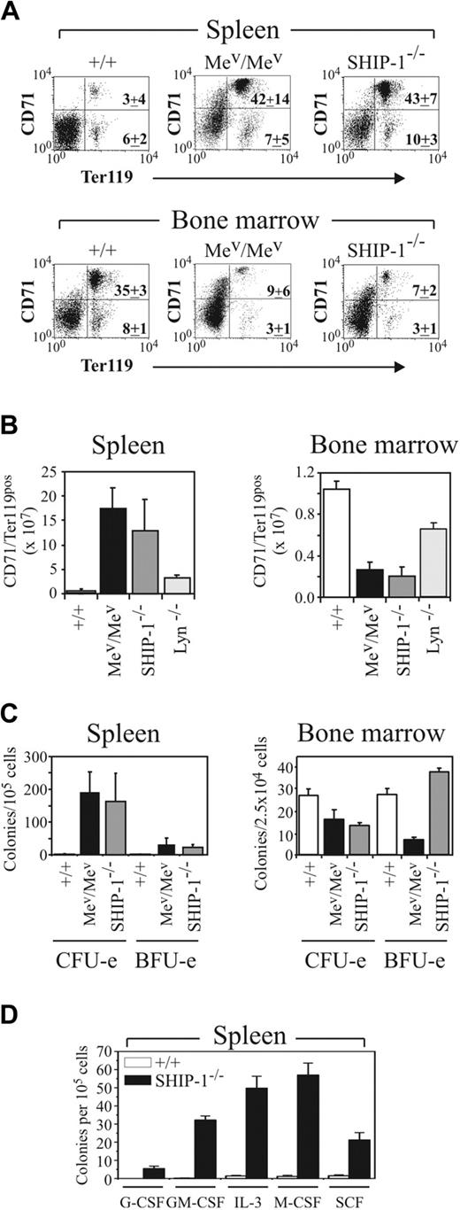 Figure 6. Motheaten viable and SHIP-1-/- mice exhibit a similar but more severe hematopoietic phenotype than Lyn-/- mice. (A) FACS profiles of 6- to 8-week-old wild-type (+/+), Mev/Mev, and SHIP-1-/- spleen and BM populations stained with CD71 and Ter119 mAbs. PI-positive and mature RBCs were excluded from the analysis. Relative percentages of immature erythroid (upper right quadrant) and more mature erythroid (lower right) cells are indicated for 4 mice of each genotype (± SD). (B) Total numbers of CD71+Ter119+ cells in the spleen and BM of +/+, Mev/Mev, SHIP-1-/-, and Lyn-/- mice are shown. Values represent the mean (± SD) of 5 C57BL/6 background mice per group, except Mev/Mev, for which 2 mice per group are shown. (C) Mature erythroid (CFU-e) and immature erythroid (BFU-e) progenitors in +/+, Mev/Mev, and SHIP-1-/- spleen and BM were determined at day 2 and day 10, respectively. Data represent the mean (± SEM) for 2 Mev/Mev mice and 4 +/+ and SHIP-1-/- mice. (D) Myeloid progenitor content in the spleens of 8-week-old SHIP-1-/- mice was assessed as in Figure 1 in the presence of the indicated cytokines. Values represent the mean (± SEM) for 4 animals in 2 experiments.