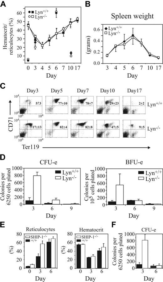 Figure 7. Lyn-/- mice exhibit normal hematocrit recovery following phenylhydrazine challenge but show enhanced erythroid progenitor expansion. (A) Changes in hematocrit and percentages of reticulocytes over a 17-day period were assessed in Lyn+/+ and Lyn-/- mice after 2 consecutive intraperitoneal injections of phenylhydrazine (60 mg/kg) on days 1 and 2. Mean hematocrit (squares) and reticulocyte (circles) values for 3 to 8 mice per time point (± SD) are shown. (B) Changes in spleen weights in Lyn+/+ and Lyn-/- mice were recorded following phenylhydrazine challenge. Values represent the mean (± SD) for 3 to 5 mice per time point, excepting days 5 to 7, where 6 to 19 mice per point are shown. (C) Representative 2-color FACS profiles of spleen cell populations from phenylhydrazine-treated Lyn+/+ and Lyn-/- mice stained with the mAbs CD71 and Ter119. Mature RBCs and PI-positive cells were excluded from the analysis. (D) Numbers of splenic CFU-e's and BFU-e's in Lyn+/+ and Lyn-/- mice were determined 3, 6, and 9 days after phenylhydrazine challenge. Values are the mean (± SD) of 5 mice per genotype. (E) The response of SHIP-1+/+ and SHIP-1-/- mice to phenylhydrazine challenge was determined by assessing reticulocyte and hematocrit levels at days 0, 3, and 6 after challenge. Values are the mean (± SD) of 4 mice per genotype. (F) Numbers of splenic CFU-e's in SHIP-1+/+ (▪) and SHIP-1-/- mice (□) were determined 3 and 6 days after phenylhydrazine challenge. Values are the mean (± SD) of 4 mice/genotype.