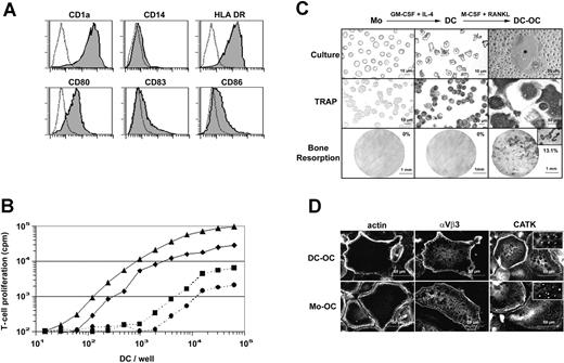 Figure 1. M-CSF and RANKL induce transdifferentiation of immature DCs into OCs. (A) Surface phenotype of human immature monocyte-derived DCs. Dotted lines represent isotypic control. (B) Allostimulatory and synstimulatory properties of immature monocyte-derived DCs cultured for 12 hours in the presence of T cells purified from 2 allogeneic donors (bold lines, ▴ or ♦) or 2 syngeneic donors (dashed lines, • or ▪), respectively. (C) Monocytes (Mo), dendritic cells (DC), and DC-derived OC (DC-OC) are shown in culture (top row) and after TRAP activity detection (middle row). Microscopic pictures of dentine slices show resorptive capacities of these 3 cell types (bottom row). Percentages of total dentine slice surface resorbed are indicated on each picture in the bottom row. The insert shows the resorption tracks at higher magnification (×320). (D) F-actin, αvβ3 integrin and cathepsin K staining on permeabilized DCs-OCs versus monocyte-derived OCs (Mo-OC). Results are from more than 10 experiments.
