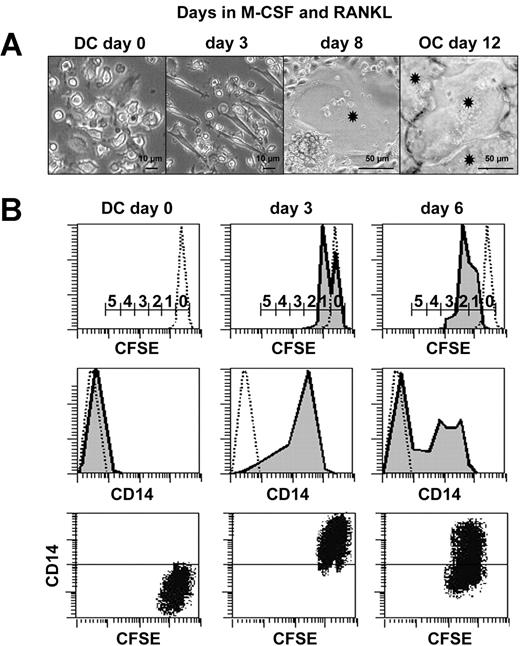 Figure 2. Characterization of intermediate CD14+CD1a+-proliferating cells during transdifferentiation. (A) Kinetic microscopic photographs of cultures during DC to OC transdifferentiation. Asterisks indicate OCs. (B) Analysis of cell proliferation during DC-to-OC transdifferentiation by kinetic FACS analyses performed on CFSE-labeled DCs cultured in the presence of M-CSF and RANKL. Numbers on scale bars indicate numbers of cell divisions (top row). Concomitant surface CD14 expression on dotted lines of isotypic controls (middle row). Dot plot shows simultaneous CD14 and CFSE fluorescence during transdifferentiation (bottom row). Negative control on CD14 axis is positioned by horizontal line. Results are representative of 3 independent experiments.