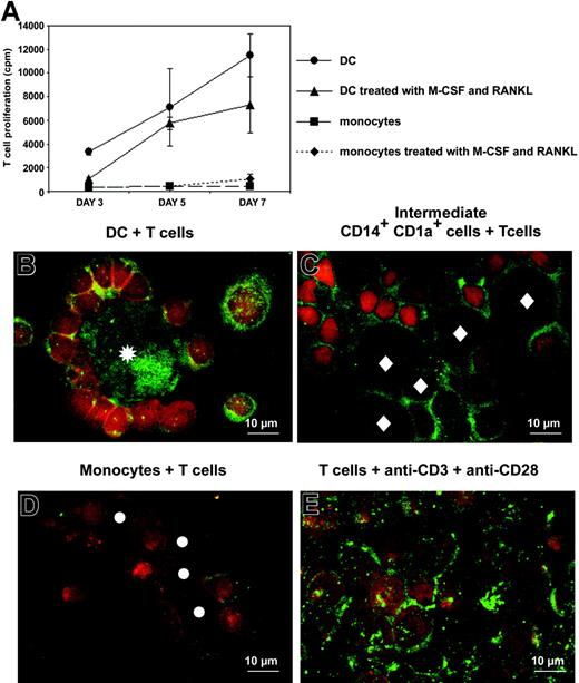 Figure 6. DCs and intermediate CD14+CD1a+ cells induce proliferation and RANKL expression by T cells. (A) Allostimulatory properties of monocyte-derived DCs (•), intermediate CD14+CD1a+ cells (immature DCs treated for 3 days with M-CSF and RANKL; ▴), purified monocytes (▪), and purified monocytes treated for 3 days with M-CSF and RANKL (♦), cultured with allogeneic T cells purified from 3 different donors. A total of 103 APCs were cocultured with 105 T cells. (B-E) RANKL (green) and CD3 (red) stainings of T cells, after 5 days of culture with (B) immature DCs, (C) intermediate CD14+CD1a+ cells, (D) monocytes, and (E) anti-CD3 plus anti-CD28 antibodies. Asterisks indicate immature DCs, diamonds indicate intermediate CD14+CD1a+ cells, and circles indicate monocytes. T cells were distinguished from other cells based on CD3+ expression and Hoechst nuclei staining (not shown).