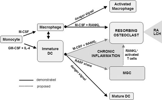 Figure 7. Skewing of differentiated myeloid phagocyte plasticity by chronic inflammatory bone microenvironment. In the chronic inflammatory bone microenvironment, OCs derived from either DCs or DC-derived MGCs may participate in the formation of osteolytic lesions in response to RANKL provided by activated T cells. LCH indicates Langerhans cell histiocytosis.