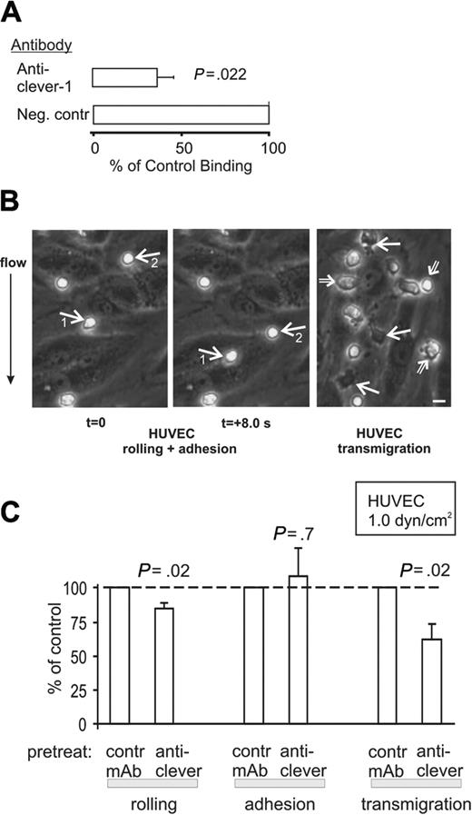Figure 3. CLEVER-1 mediates transmigration through vascular endothelium under shear flow. (A) In the in vitro frozen section assay, anti-CLEVER-1 mAbs significantly inhibit PBMC binding to blood vessel endothelium in inflamed skin samples. Results are shown as mean ± SEM (compared with binding in the presence of a nonblocking negative control mAb). (B) PBMCs were perfused over a confluent monolayer of HUVECs at a laminar shear stress of 1.0 dyne/cm2. In 2 frames taken 8 seconds apart, the 2 rolling cells (white arrows) can be seen to travel downward (the direction of flow is from top to bottom). The 2 other PBMCs remain stably adherent. In the third panel, 3 PBMCs, which have transmigrated (and have become completely phase dark) through the HUVEC monolayer, are pointed out by white solid arrows. All other PBMCs (3 pointed out by open arrows) remain surface adherent (phase bright; the brightness of these cells varies depending on the extent of flattening during the firm adhesion). Bar, 10 μm. These 3 different forms of interactions between PBMCs and HUVECs can be much more readily seen in the video (Supplementary video 1 on the Blood website; see the Supplemental Video link at the top of the online article). (C) The numbers of rolling, adherent, and transmigrated cells were enumerated from video playbacks after different pretreatments. The results are expressed as percentage of binding when compared with control mAb (a mAb against HLA class I, which stains the HUVECs but does not block PBMC adhesion). The results are mean ± SEM from 5 to 6 independent experiments using different HUVEC and PBMC donors.