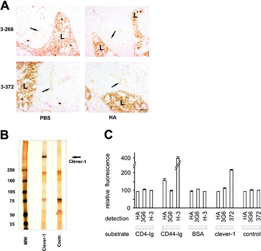 Figure 4. The link protein-like sequence of CLEVER-1 does not mediate hyaluronan binding. (A) Peripheral lymph node sections were pretreated with 200 μg/mL hyaluronan (HA) or left untreated (PBS). Thereafter the sections were stained for CLEVER-1 expression using mAbs 3-266 and 3-372. Arrows point to HEV; L indicates lymphatic endothelium. Bar, 50 μm. (B) CLEVER-1 and control proteins were immunoaffinity purified from human peripheral lymph node lysate. Silver staining shows the purity of the isolated endogenous CLEVER-1 protein (arrow). MW indicates molecular weight standards in kilodaltons. (C) CD4 receptor globulin (CD4-Ig), CD44 receptor globulin (CD44-Ig), BSA, CLEVER-1 protein, and proteins from a control eluate (control) were absorbed on the bottom of an ELISA plate. The immobilization of the relevant proteins was confirmed by sequential incubation of the wells with anti-CD44 mAb Hermes-3 (H-3), anti-CLEVER-1 mAb 3-372, or a negative control mAb. The hyaluronan binding capacity of the bound proteins was analyzed by their ability to bind FITC-labeled hyaluronan (HA). The results from a representative experiment (2 wells for each treatment) are shown as the absolute fluorescent absorbances (mean ± SEM). Similar results were obtained in 2 other independent experiments.