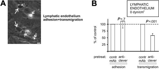 Figure 5. CLEVER-1 is involved in PBMC transmigration through lymphatic endothelium. (A) PBMCs were allowed to adhere and transmigrate through a confluent monolayer of lymphatic endothelium under static conditions (see “Materials and methods”). In the micrograph, 2 transmigrated cells (solid white arrows; phase dark) and 3 surface adherent cells (white open arrows; phase bright; the level of brightness depending on the extent of flattening of the adherent cells) are shown. Bar, 10 μm. (B) The numbers of adherent and transmigrated cells were then enumerated from video playbacks after different mAb pretreatments. The results are expressed as percentage of binding when compared with control mAb (a binding mAb against HLA class I, which does not block PBMC adherence). The results are mean ± SEM from 5 independent experiments.