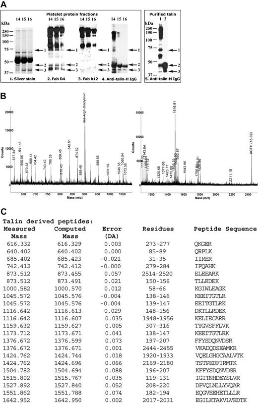 Figure 3. Identification of the platelet protein recognized by the cloned human antiplatelet Abs by Western blotting and mass spectrometry. (A) Platelet lysate was fractionated by size exclusion chromatography, and fractions 14, 15, and 16 were separated by SDS-PAGE. The gel was divided and either silver-stained (Ai) or analyzed by Western blotting with Fab D4 (Aii; 2μg/mL), the negative control anti-gp120 Fab b12 (Aiii; 2 μg/mL), or murine antitalin IgG Ab TA205 (Aiv; 5 μg/mL). Arrows 1 to 3 indicate the positions of the protein bands (70, 47, and 42 kDa) specifically recognized by Fab D4 in Western blotting and present on silver-stained gel. Protein bands 1 to 3 were separately excised from the silver-stained gel, destained, and analyzed by matrix-assisted laser desorption ionization time-of-flight (MALDI-TOF), identifying the talin head domain as the antigen recognized by antiplatelet Fab D4. Western blots of highly purified talin digested by calpain II (Av, lane 2) or not (Av, lane 1) stained with murine anti-human talin-H mAb TA205 (Av) were used as a reference. (B) Mass spectrum obtained from the MALDI-TOF analysis of the peptides derived from the 47-kDa protein band (band 2). (C) Talin-derived peptides. DA indicates Dalton.