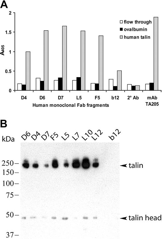 Figure 5. All the cloned antiplatelet IgGs bind specifically to purified human talin and immunoprecipitate talin from platelet lysates. (A) Fab's were tested by ELISA for binding to talin purified from human platelets, the irrelevant antigen ovalbumin (OVA, control), and the flow-through preparation from the talin purification containing the talin-depleted platelet lysate. The anti-gp120 Fab b12 and secondary Ab alone were included as negative controls. (B) Fab's (5 μg) were incubated with platelet protein fractions enriched for talin, followed by capture of the ICs with goat anti-human IgG F(ab′)2 protein G-Sepharose. The immunoprecipitated proteins were separated by SDS-PAGE, blotted, and stained with a murine anti-talin-H mAb, TA205. Bands corresponding to intact talin (235 kDa) and talin-H domain (47 kDa) are identified. No talin staining was observed following immunoprecipitation using the anti-HIV-1 gp120 Fab b12 (negative control).