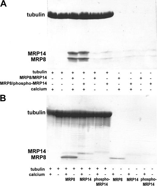 Figure 2. Binding of MRP8 or MRP14 to tubulin. (A) Prepolymerized and Taxol-stabilized MTs were incubated with MRP8/MRP14 or MRP8/phospho-MRP14 complexes at an equimolar ratio (tubulin dimer to MRP8/MRP14 = 1:1) in the absence or presence of 60 μM calcium. Binding to tubulin filaments was then analyzed by spin-down binding assays and Coomassie blue stainings after SDS-PAGE. (B) Binding to tubulin was analyzed as described in panel A using isolated subunits of MRP8, MRP14, or phospho-MRP14. The interaction of MRP8/MRP14 complexes with tubulin was not affected by addition of up to 300 mM NaCl (data not shown). All experiments presented in this figure were performed at least 3 times.