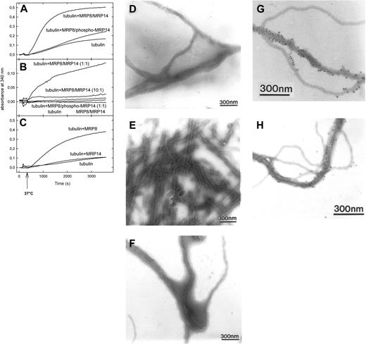 Figure 3. Influence of MRP8 and MRP14 on tubulin polymerization. Tubulin (final concentration 1 mg/mL) was mixed with MRP8/MRP14, MRP8/phospho-MRP14 complexes (A-B), or MRP8 or MRP14 monomers (C) under either polymerizing (3.4 M glycerol in panels A and C, molar ratio of tubulin to MRP = 1:1) or nonpolymerizing conditions (panel B, 1.1 M glycerol, molar ratio of tubulin to MRP as indicated in the figure). Tubulin and MRP8/MRP14 alone were used as controls. Polymerization was induced by elevating the temperature from 1°C to 37°C within 210 seconds, and formation of tubulin filaments was monitored by measuring optical density at 340 nm for at least 1 hour. Each experiment was repeated at least 3 times. (D-H) Transmission electron micrographs of samples prepared as above (ratio of tubulin dimer to MRP8/MRP14 dimer = 10:1, 60 μM calcium). Tubulin filaments polymerized in the absence (D) or presence (E) of MRP8/MRP14; in the presence of MRP8/phospho-MRP14 (F); or in the presence of MRP8/MRP14 with localization of MRP14 by immunogold labeling (G-H). MRP8/MRP14 shows a clear colocalization with MT bundles, whereas single-stranded tubulin filaments are spared. Immunogold labeling with anti-MRP8 revealed identical patterns (data not shown). Bars represent 300 nm.