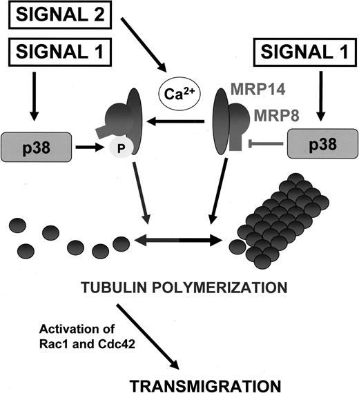 Figure 6. Role of MRP8 and MRP14 in cytoskeletal organization during transmigration of phagocytes. In resting phagocytes, MRP8/MRP14 complexes promote formation and stabilization of MTs. Isolated activation of the p38 MAPK signaling pathway (signal 1) has no effect because complex formation with MRP8 does not allow phosphorylation of MRP14. Concomitant calcium signaling (signal 2), however, induces conformational changes of the MRP8/MRP14 complex, which then permits phosphorylation of MRP14. The MT-stabilizing effect of MRP8/MRP14 complexes is thereby abrogated. After dissociation from depolymerizing MTs, small GTPases Rac1 and Cdc42 are activated and transmigration of granulocytes is facilitated.